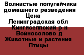 Волнистые попугайчики домашнего разведения › Цена ­ 900 - Ленинградская обл., Кингисеппский р-н, Войносолово д. Животные и растения » Птицы   